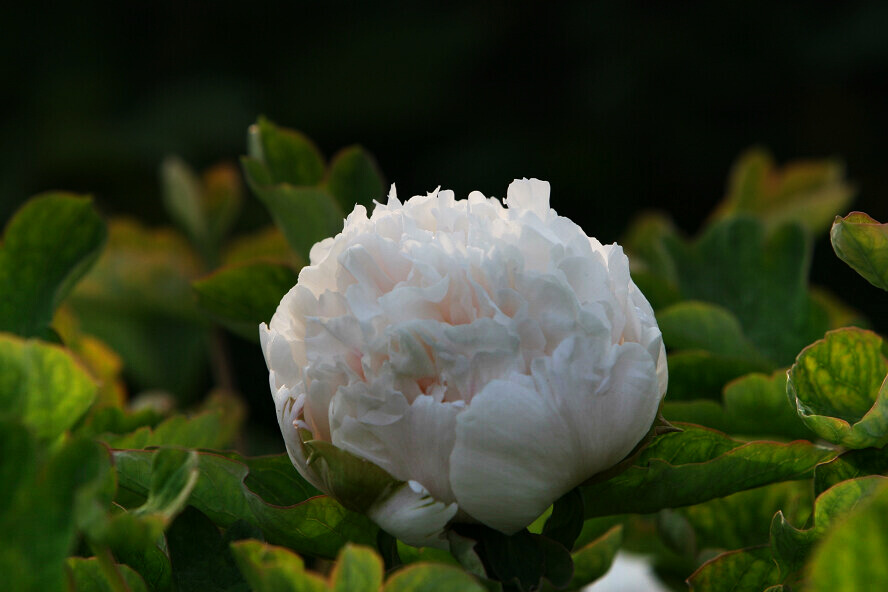 蜂眼看花——牡丹
