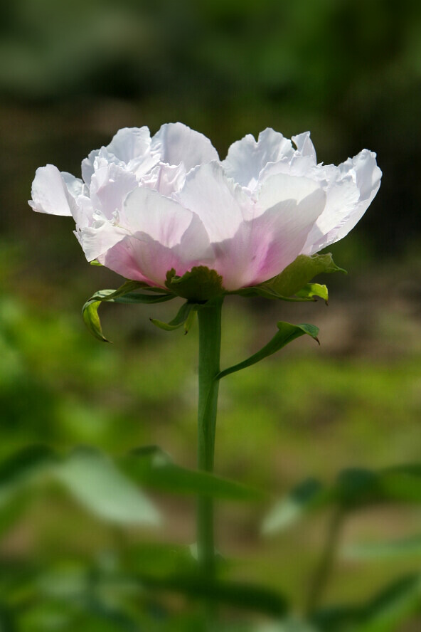 蜂眼看花——牡丹