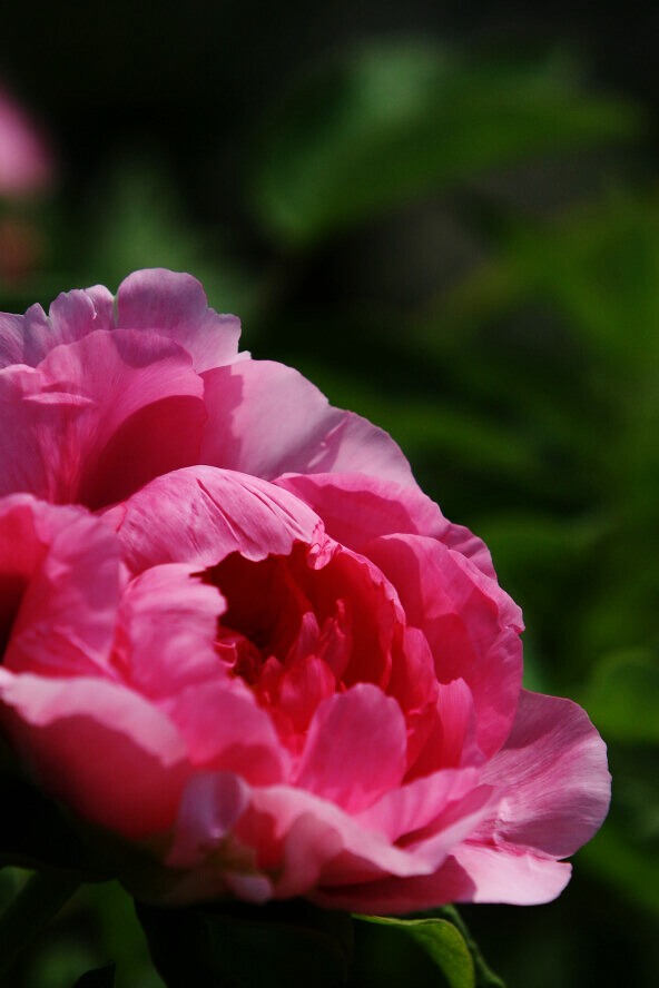 蜂眼看花——牡丹