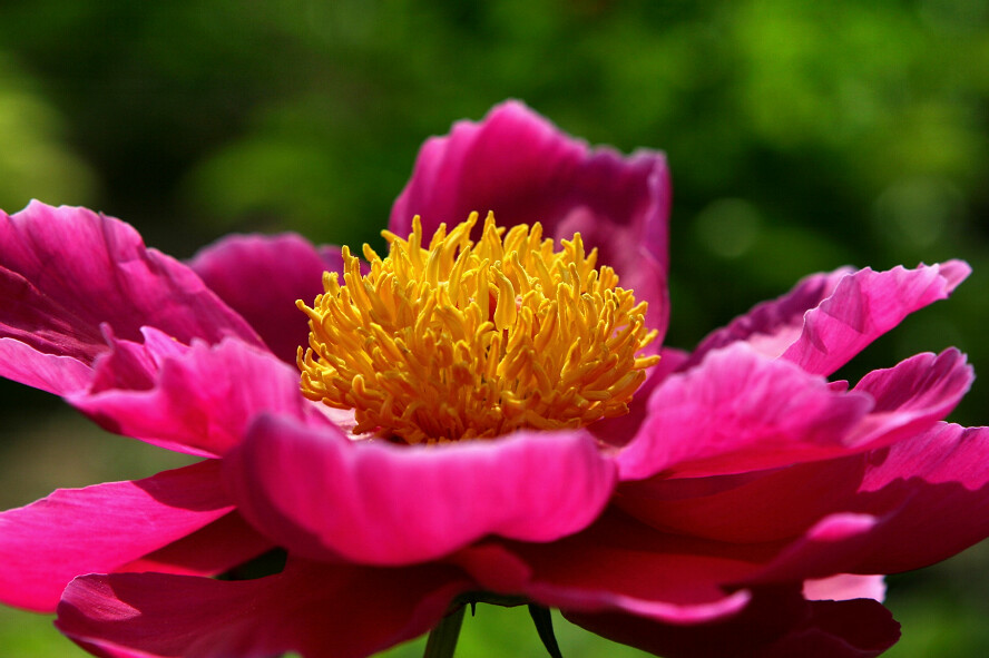 蜂眼看花——芍药