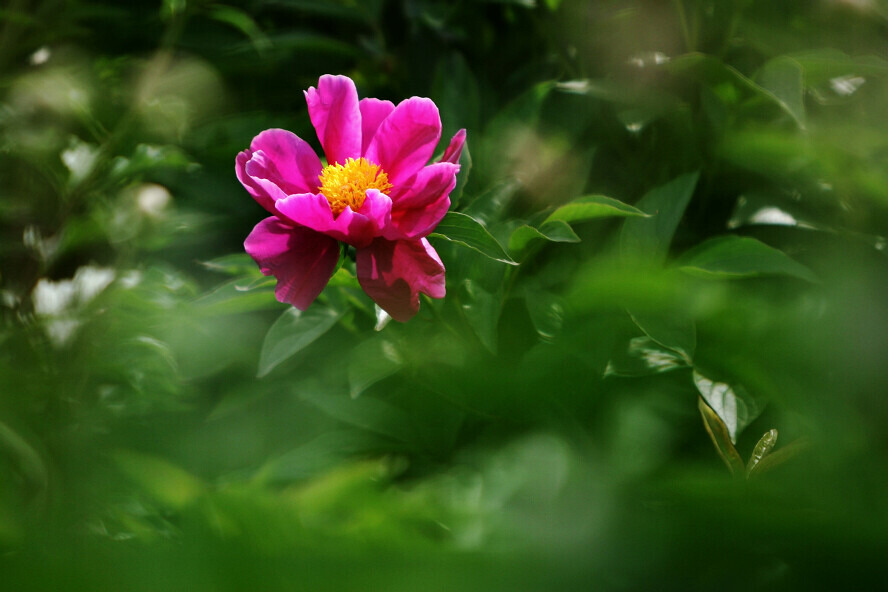 蜂眼看花——芍药
