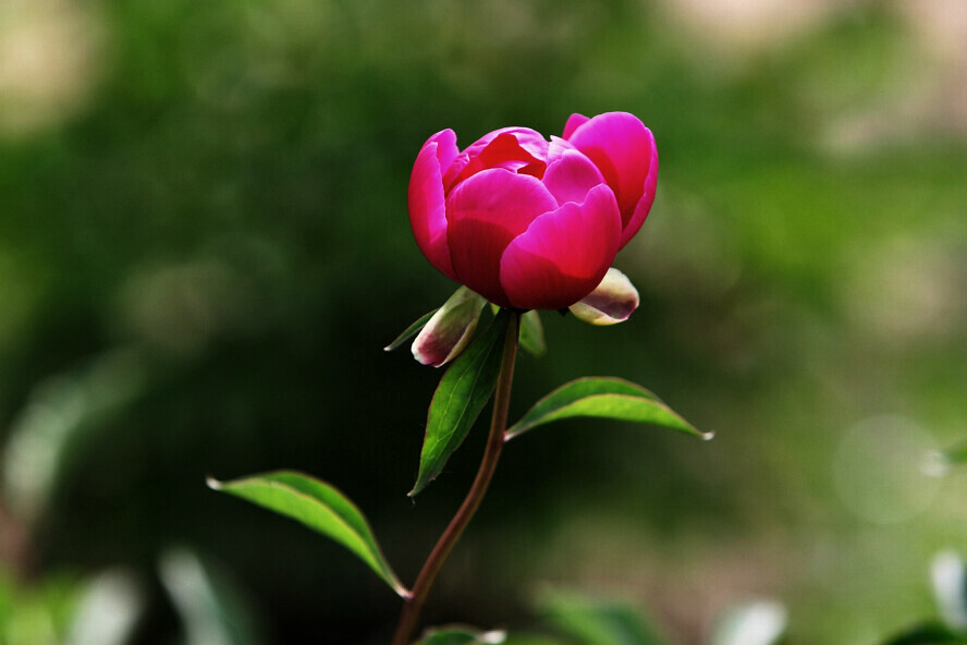 蜂眼看花——芍药