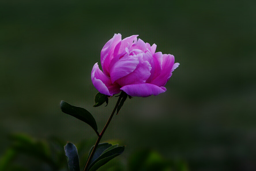 蜂眼看花——芍药