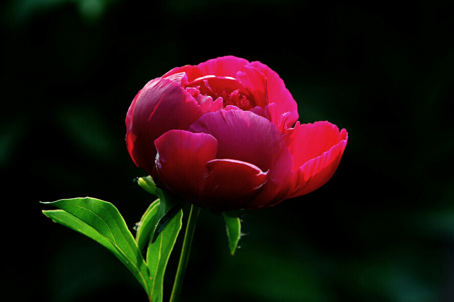 蜂眼看花——芍药