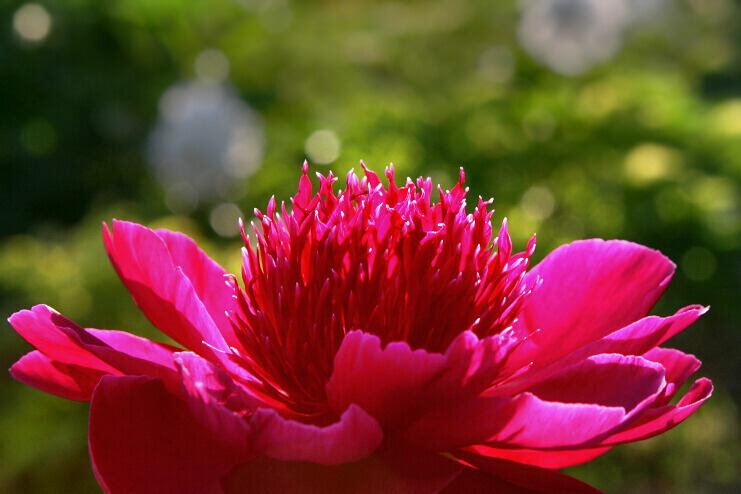 蜂眼看花——芍药