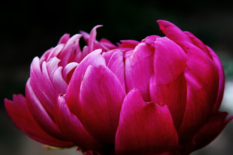 蜂眼看花——芍药