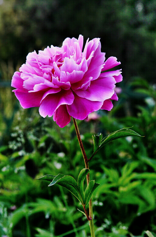 蜂眼看花——芍药