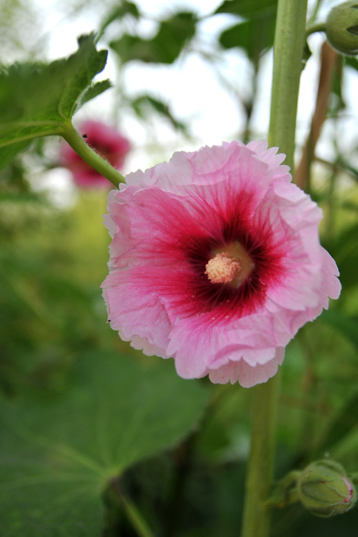 花草小片片