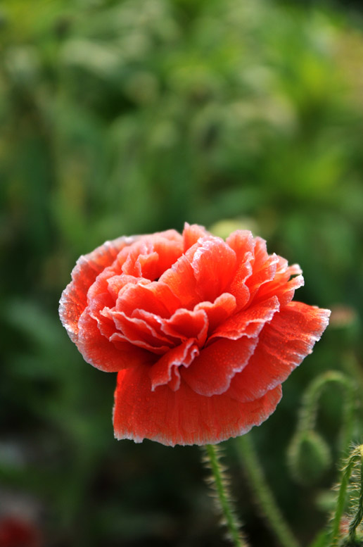 花草小片片