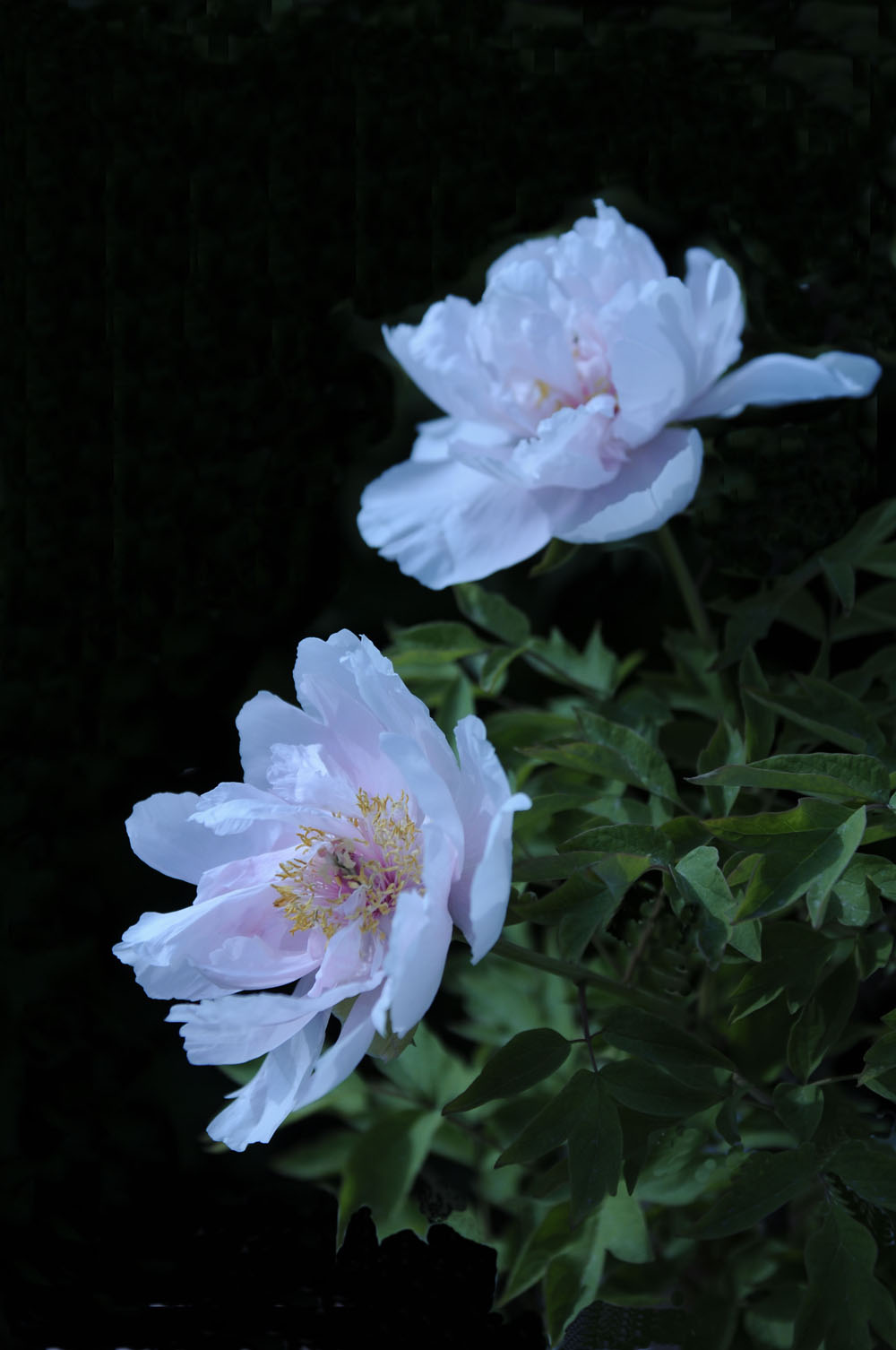 牡丹花开洁如玉2