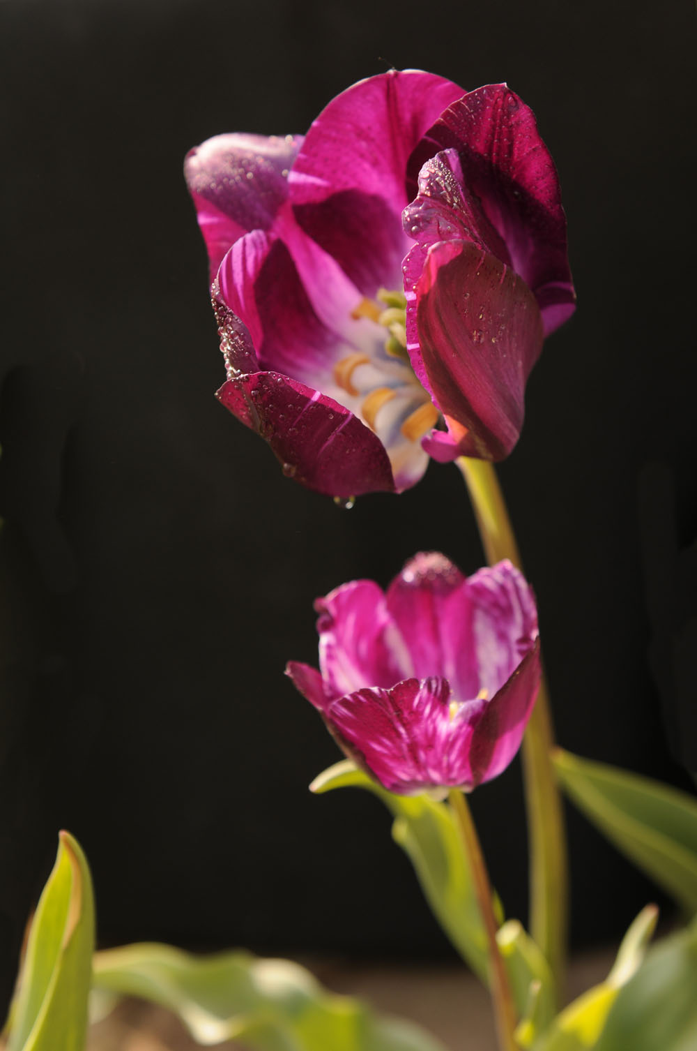 郁金花香正浓时