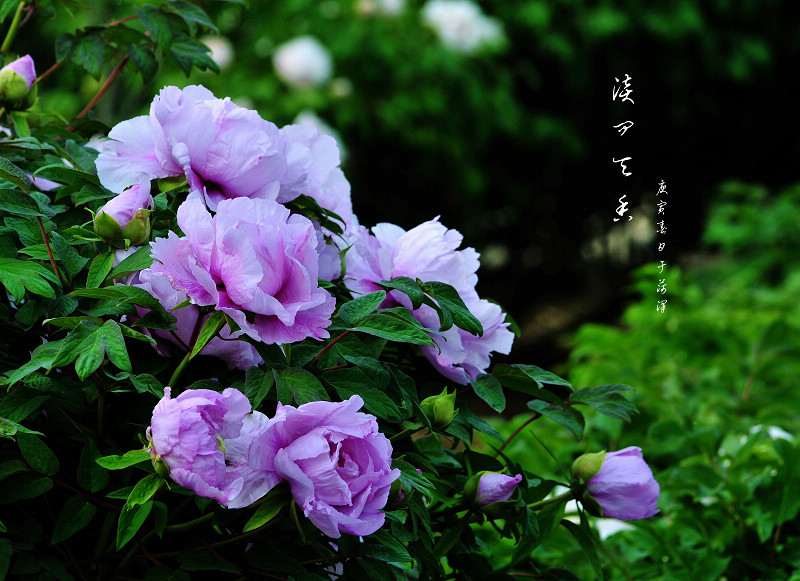 淡问天香