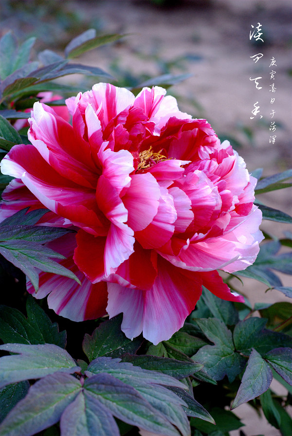 淡问天香