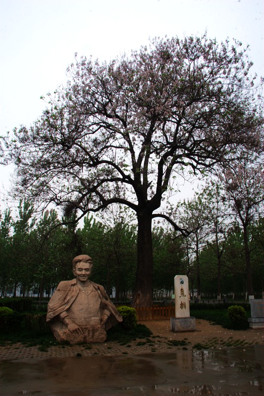 焦桐