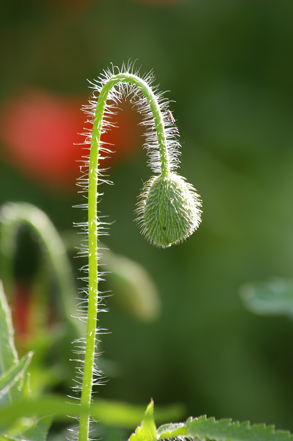 虞美人花开~