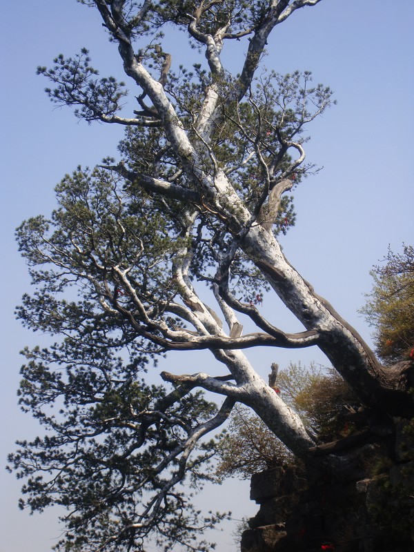 神农山风光