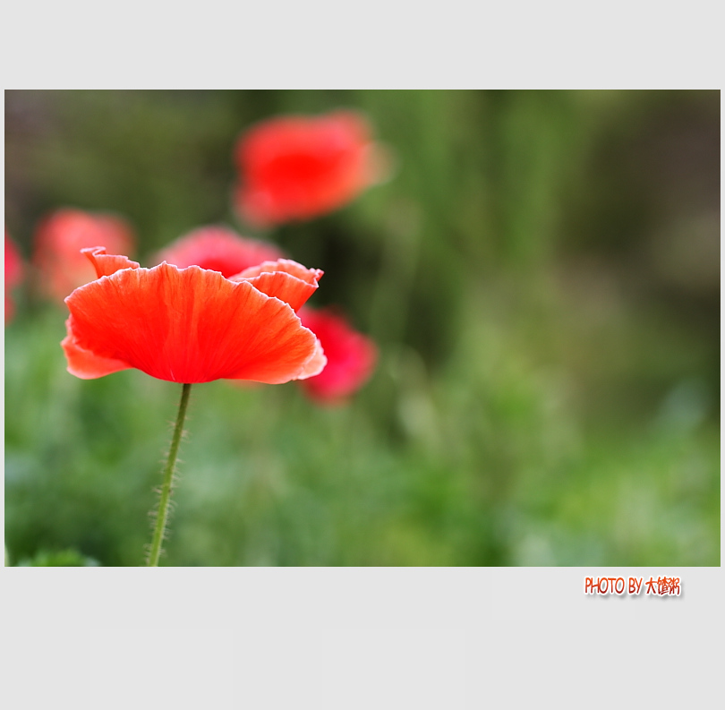 虞美人