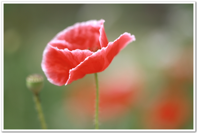 花之娇媚---虞美人