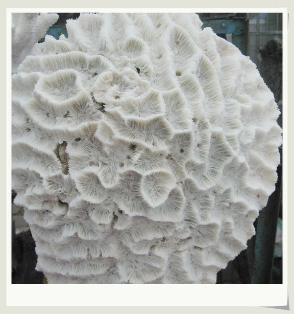 玉树琼枝