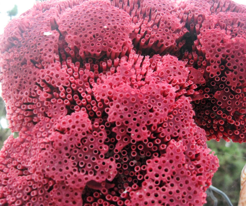 玉树琼枝