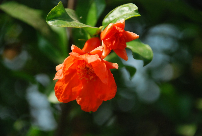 石榴花开