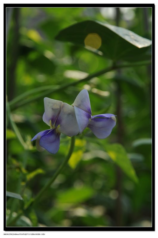 豆角花儿开