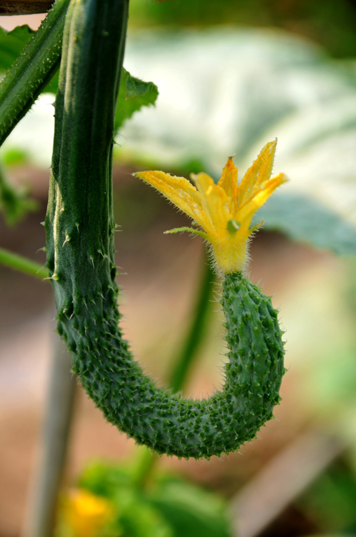 黄瓜花儿小片