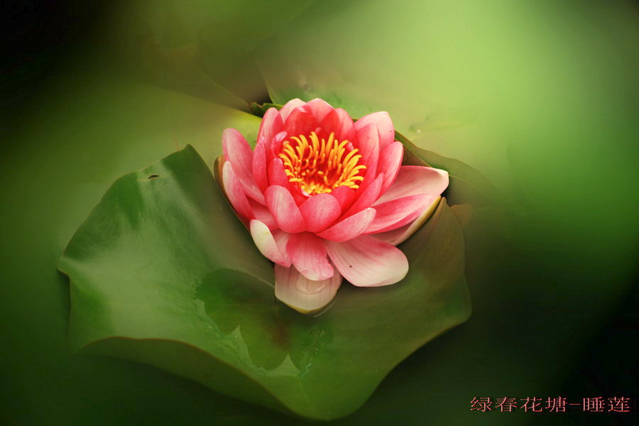 睡莲