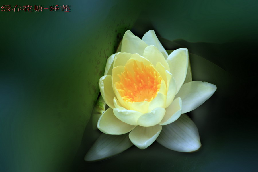睡莲