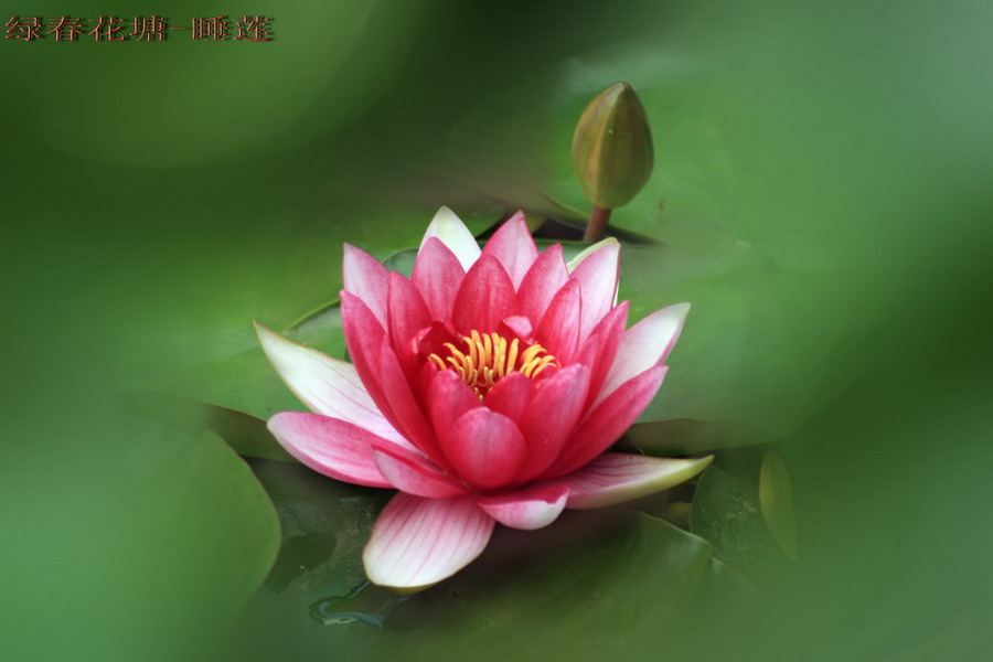 睡莲