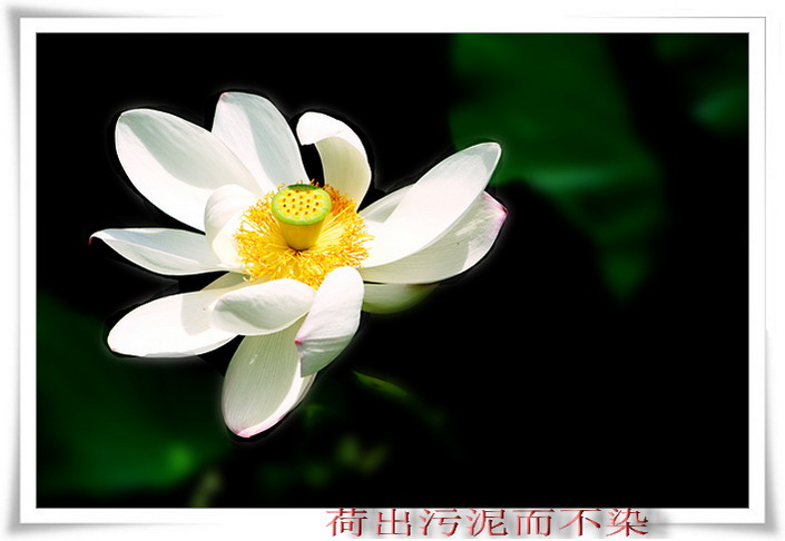 荷花