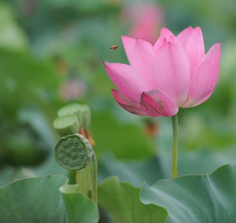 濮上园荷花