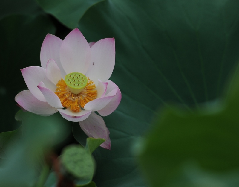 濮上园荷花