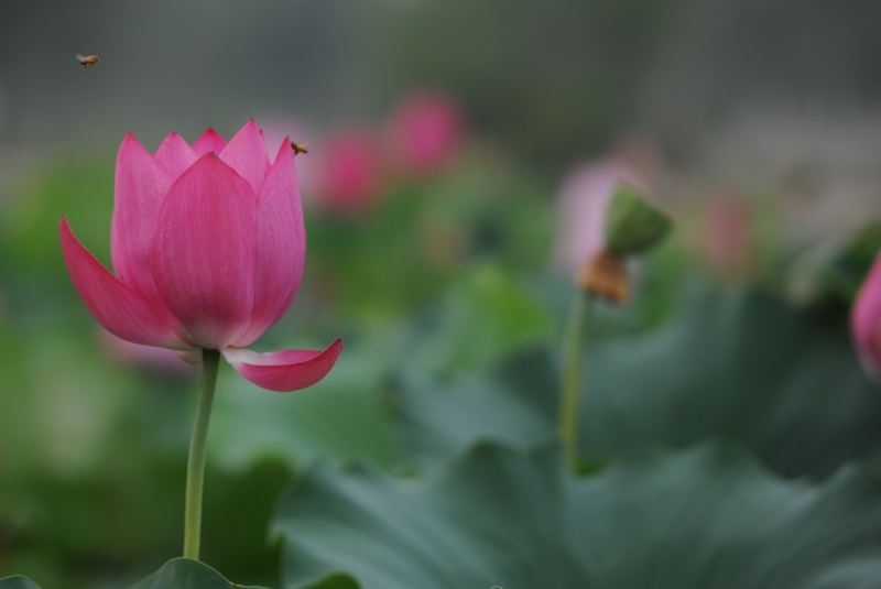 濮上园荷花