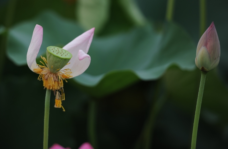 濮上园荷花