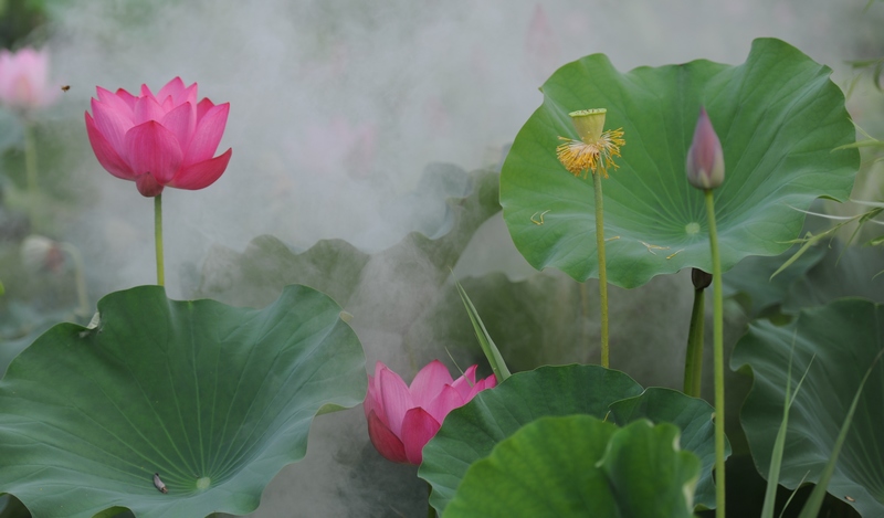 濮上园荷花