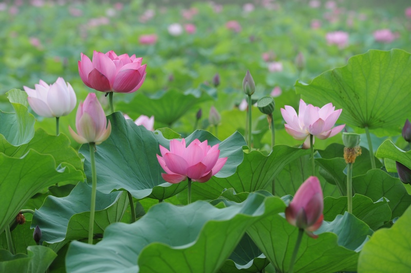 濮上园荷花