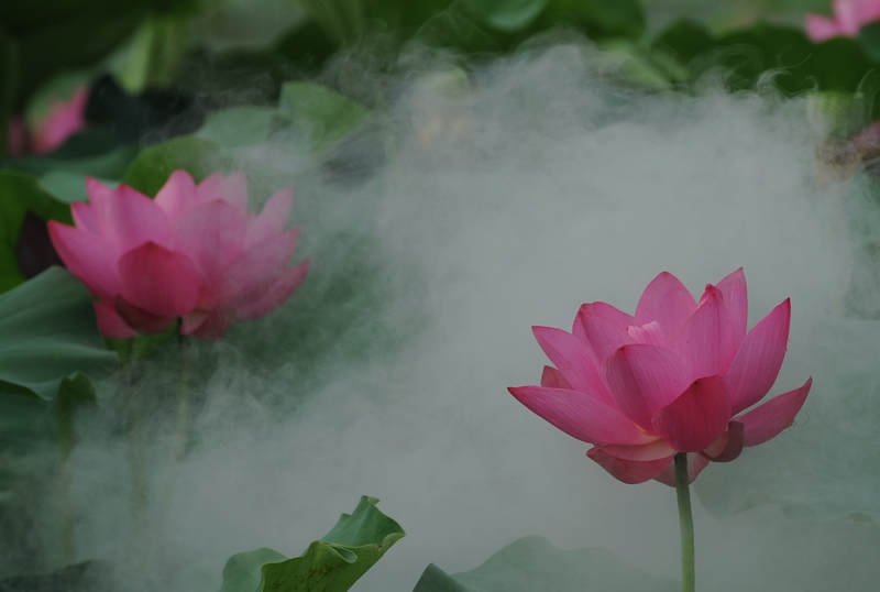 濮上园荷花
