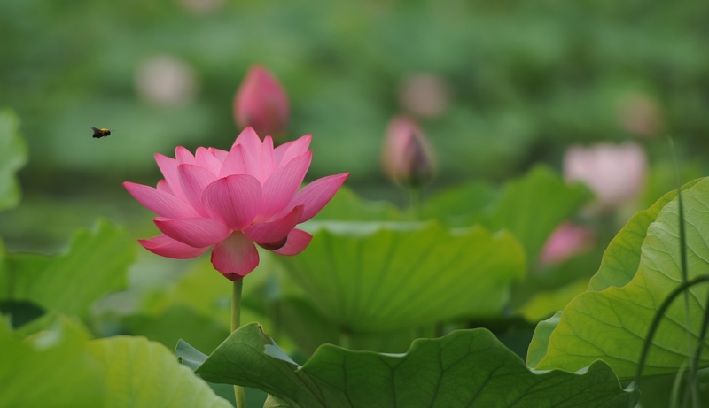 濮上园荷花