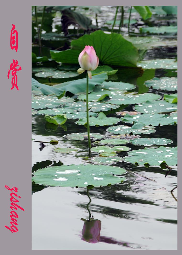 夏日荷趣