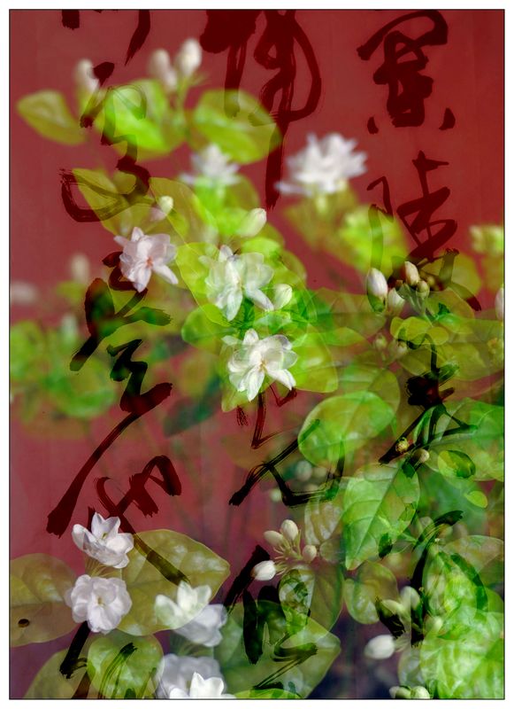 《茉莉花开》