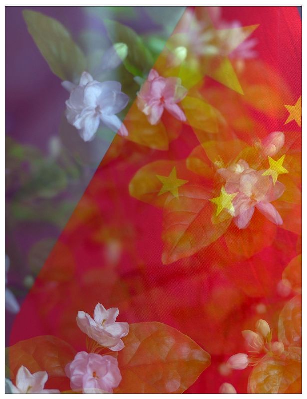 《茉莉花开》