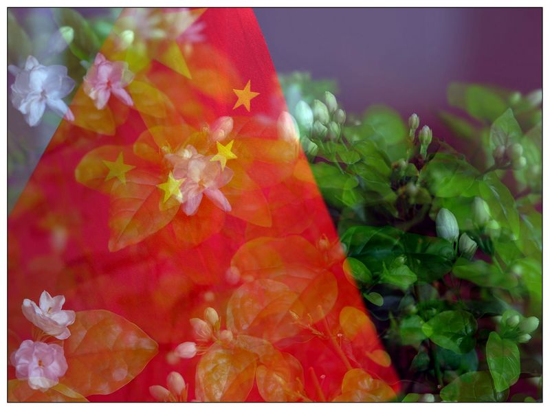 《茉莉花开》