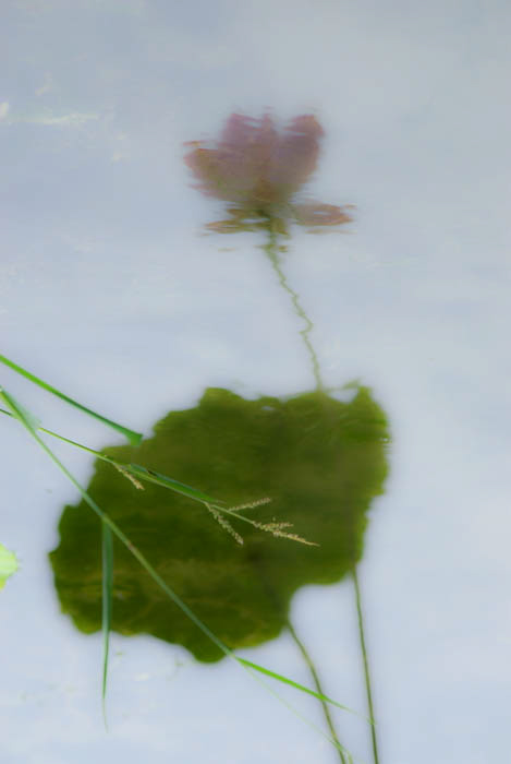 濮上园荷花