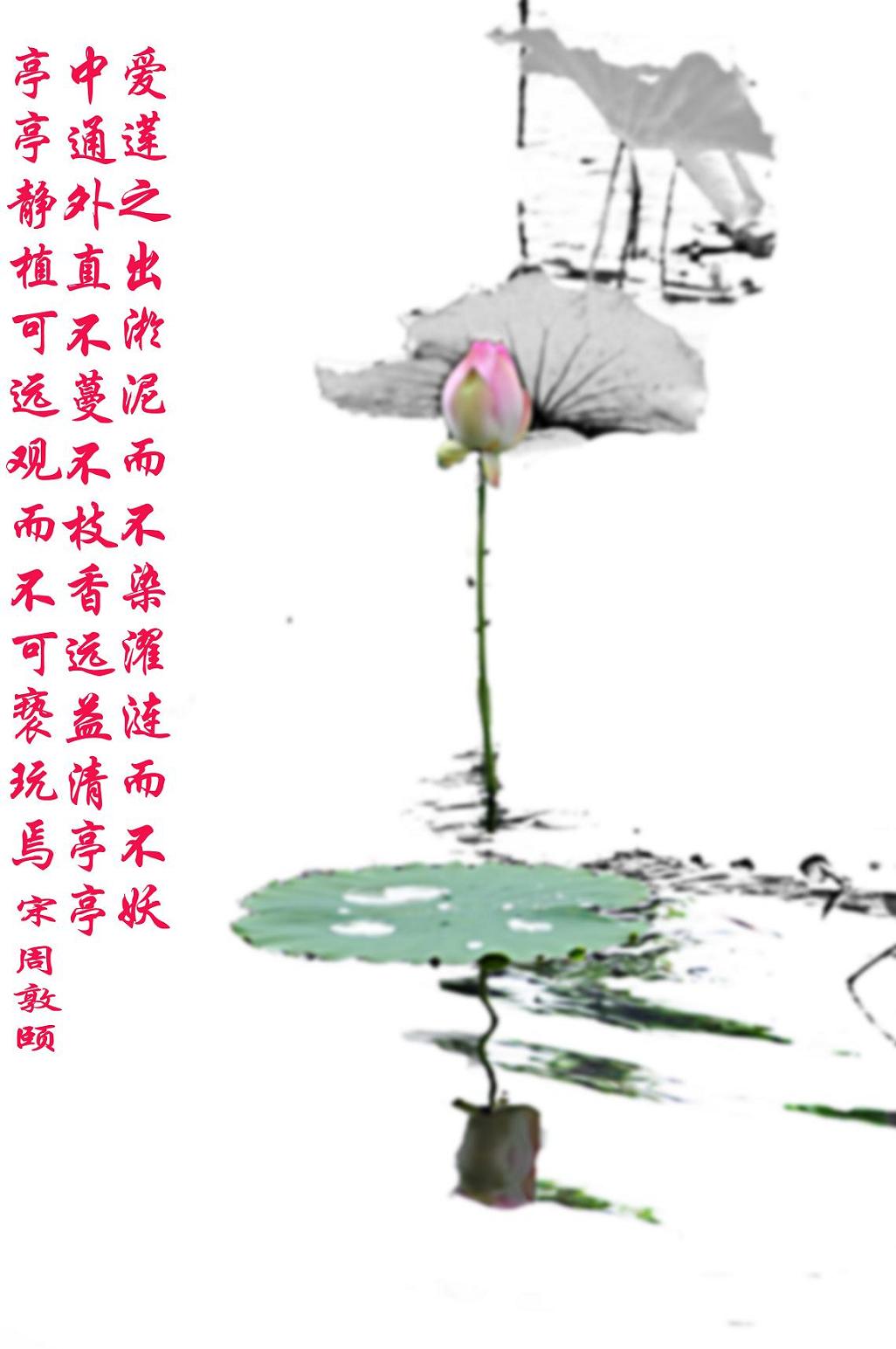 爱莲图