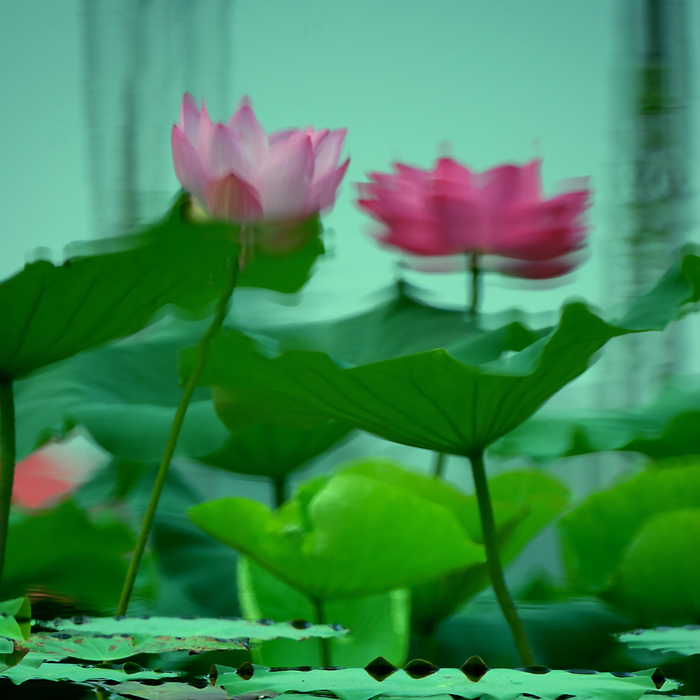 濮上园荷花