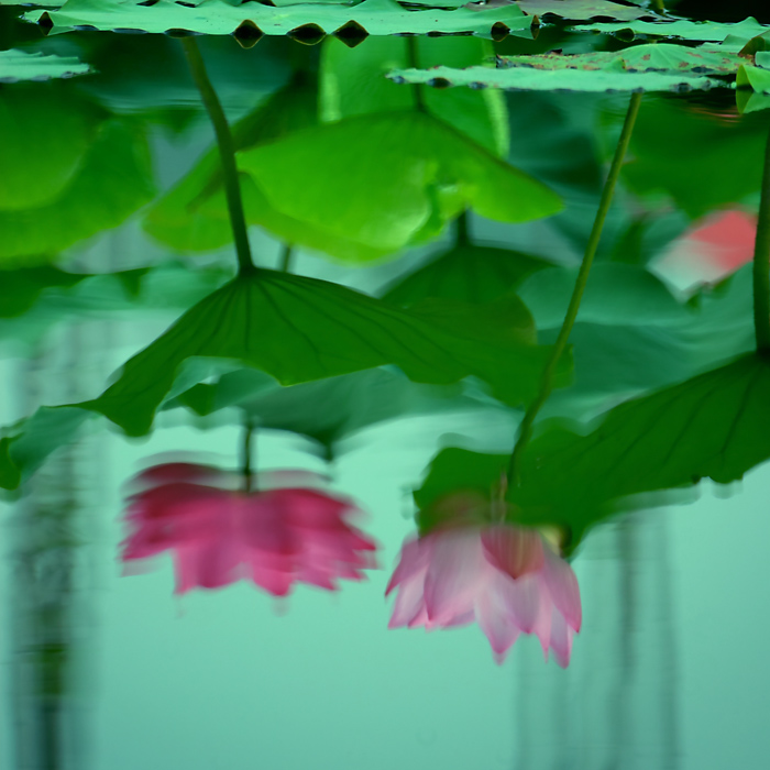濮上园荷花