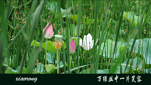 一塘荷花胜春色
