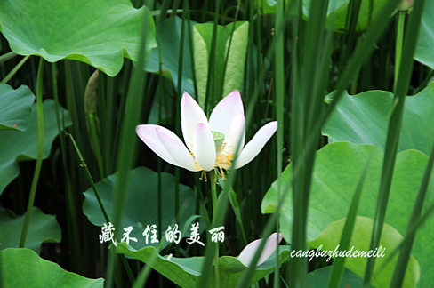 一塘荷花胜春色