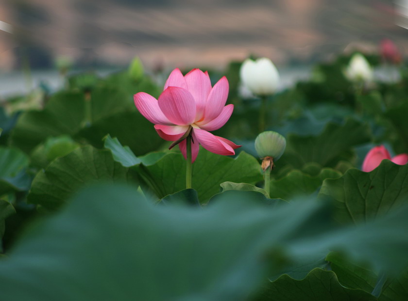 一湖清水半池莲